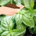 Basil Herb Garden Seeds - Italian Large Leaf - 25 Lb Bulk - Non-GMO, Heirloom - Herb Gardening, Micro Greens, Culinary Spices   566876987